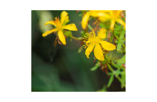 Reparadora de Hipérico 100% BIO -After sun natural - Matarrania